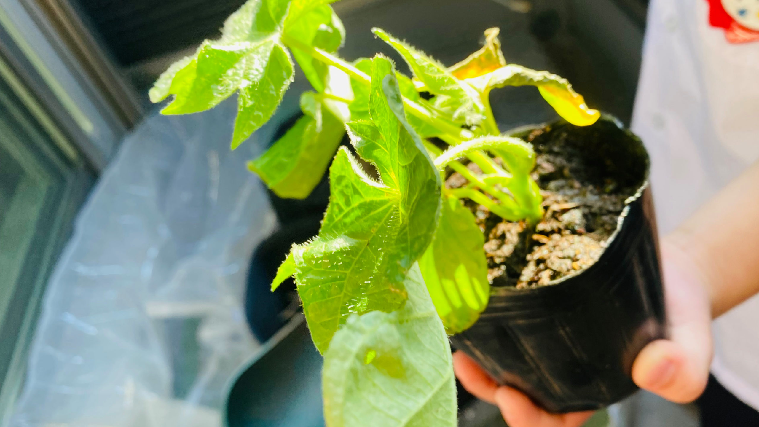 Cacciの超自由研究ノート