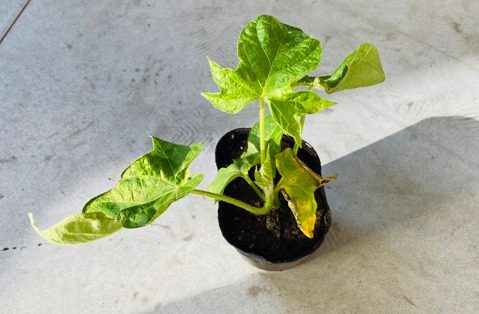 Cacciの超自由研究ノート